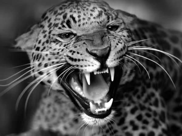 Leopard