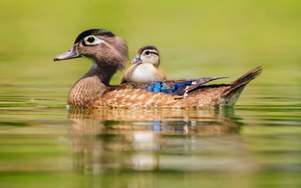 Птицы Вода Животные Утки Двое. . file