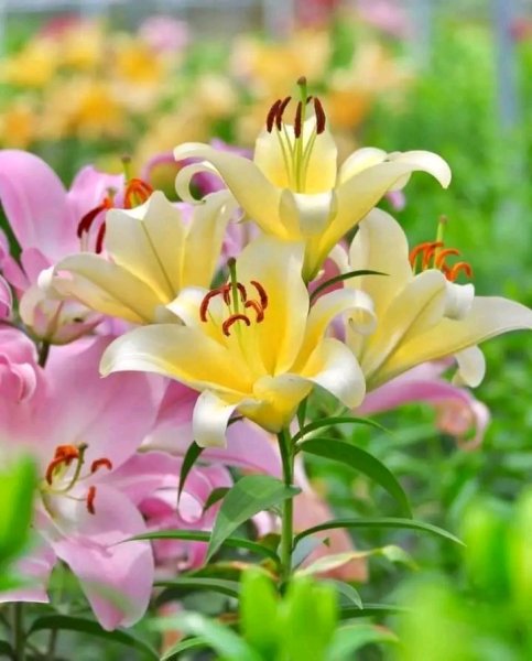 file_97153124