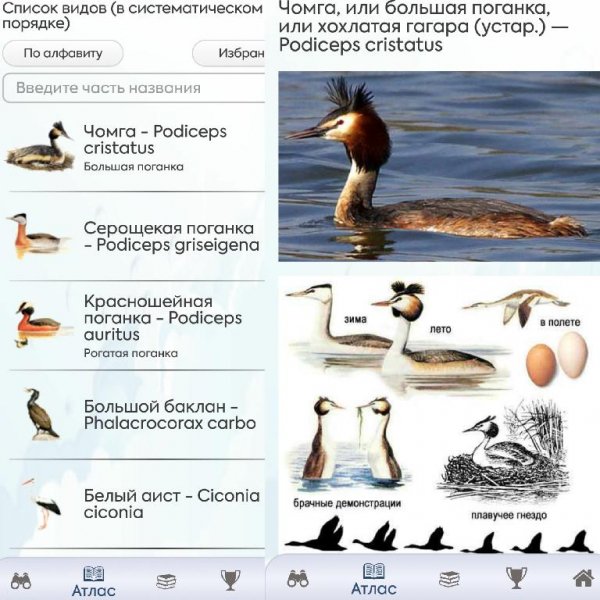 Птицы и Голоса Про (1. 0. 2)