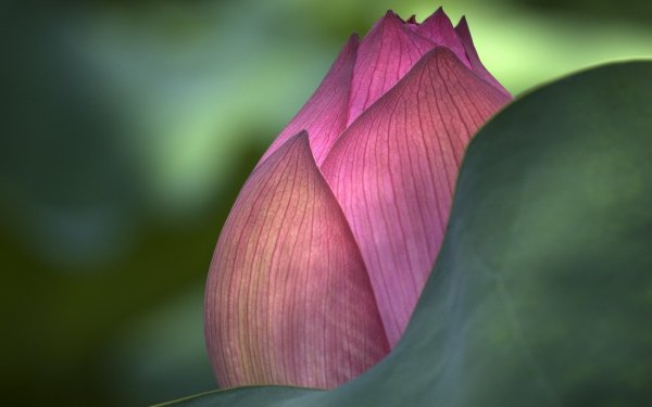 Image (70)