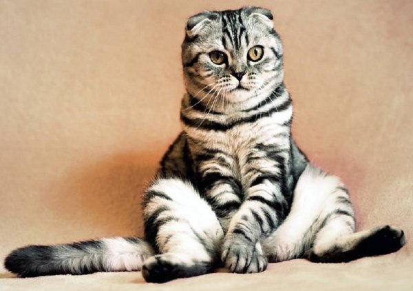 Кот
