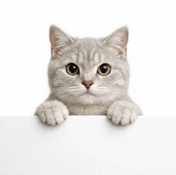 Котёнок