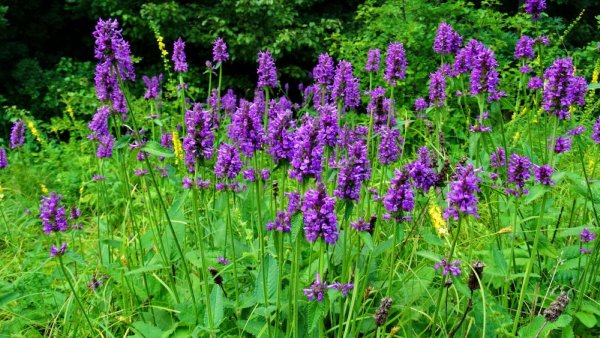 Буквица лекарственная (Betonica officinalis L. )