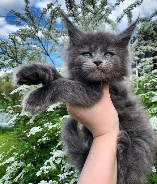 Кот