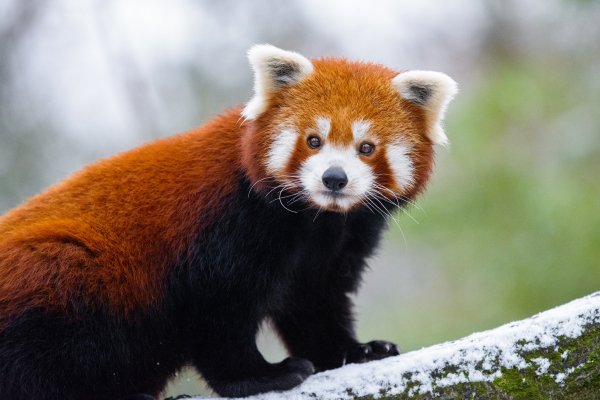 Priroda-fon-derevo-zverek-krasnaia-panda-mordashka-malaia--2