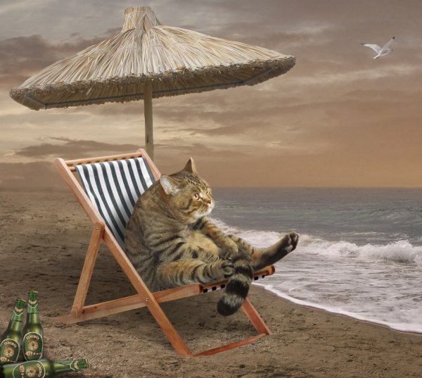 Кот на пляже