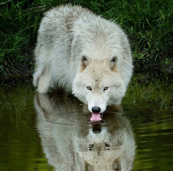 volf