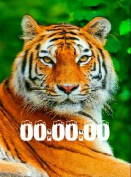 Файл #69854940