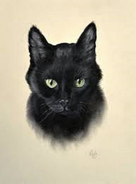 ЧЕРНЫЙ КОТ