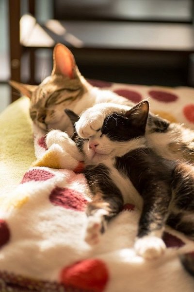 Кошка с котенком