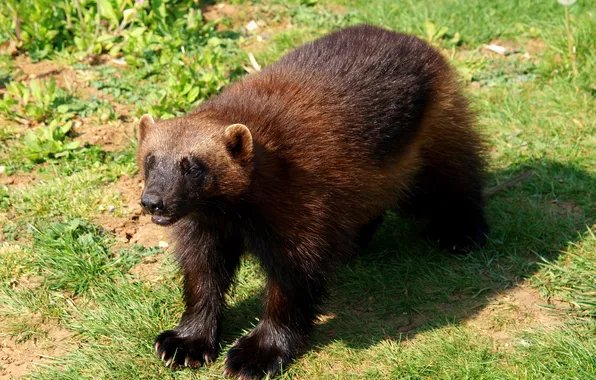 Badfon-zemlya-trava-rosoma-ha-hischnik
