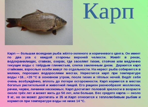 Карп