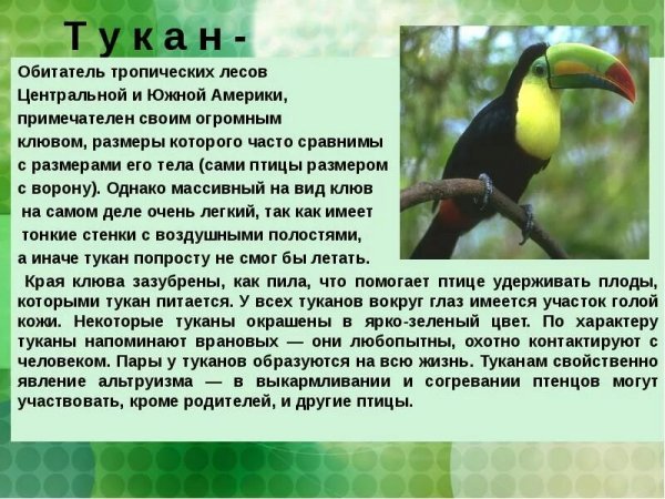Тукан