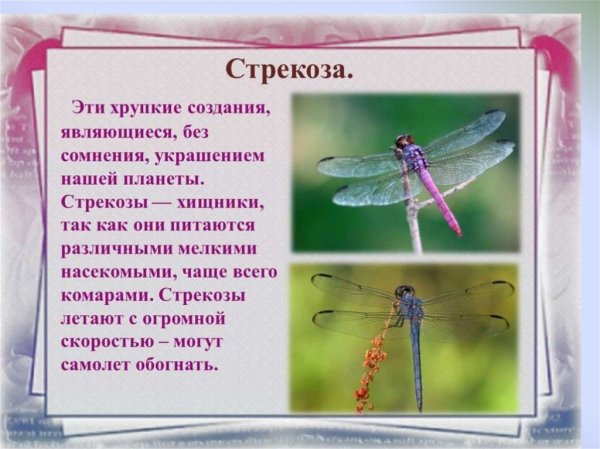 Стрекоза