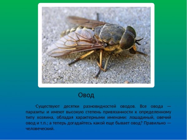 Овод