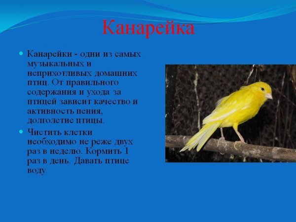 Канарейка