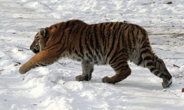 Файл #93017785