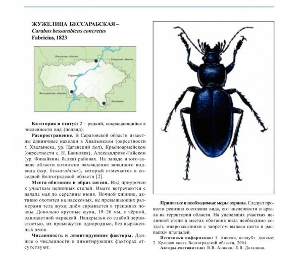 Жужелица бессарабская