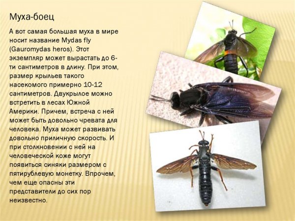Муха - боец
