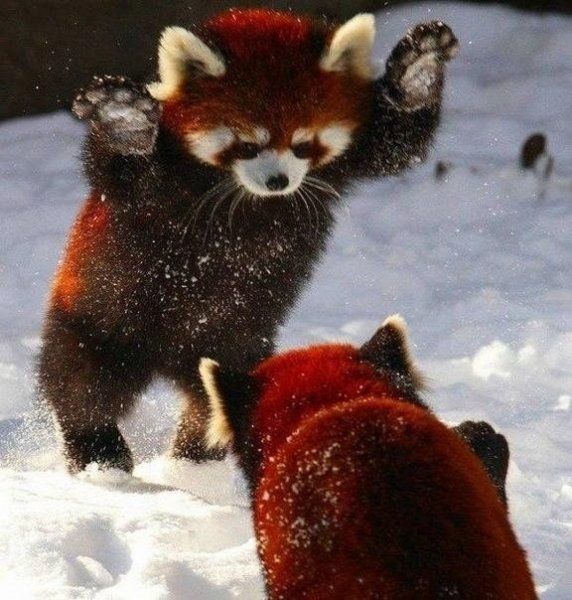 pic