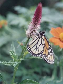 Insects 014