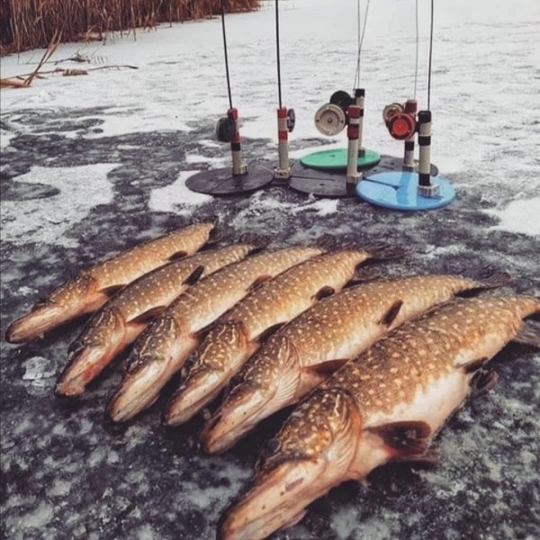 Щука обыкновенная (Esox lucius)