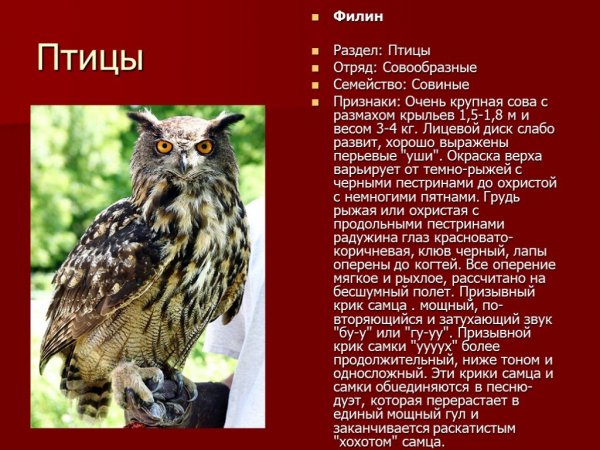 Филин