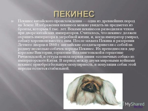 Пекинес
