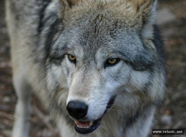 Wolfs 065