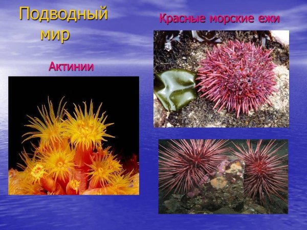 Файл #353418816