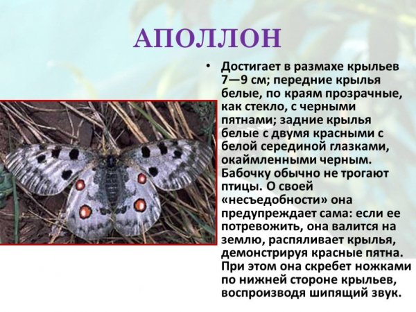Аполлон