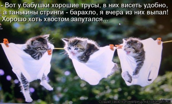 Хвостом запутался