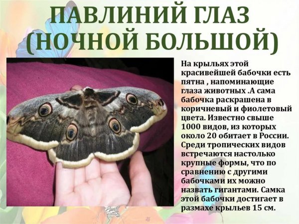 Павлиний глаз
