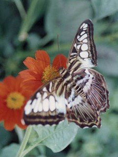 Insects 079