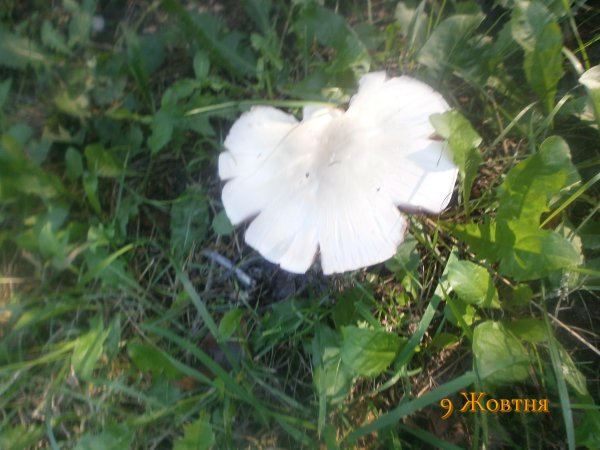 9 Жовтня