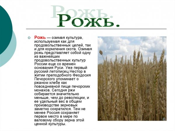 Рожь