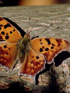 Insects 076