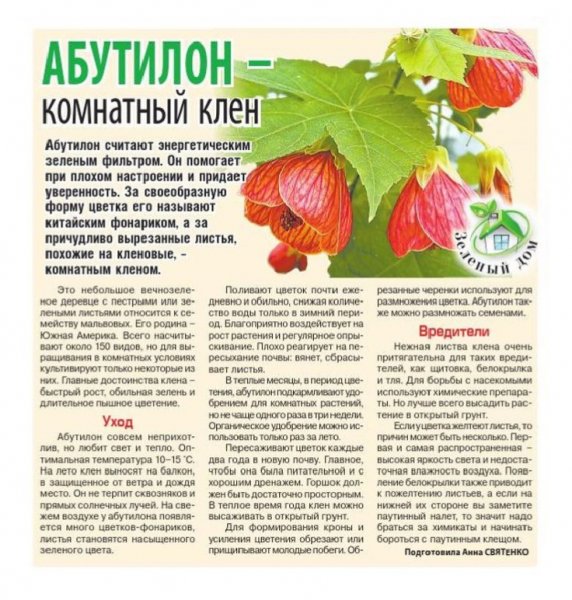 Комнатный клён