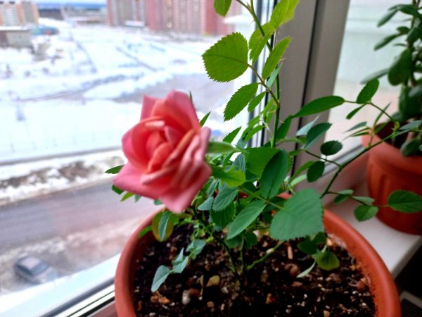 picture_337437057