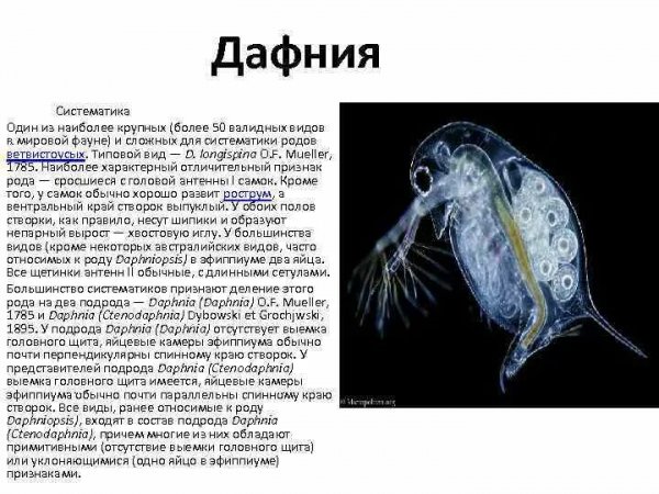 Дафния