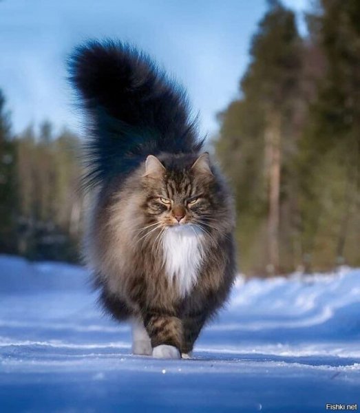 Лесная норвежская кошка