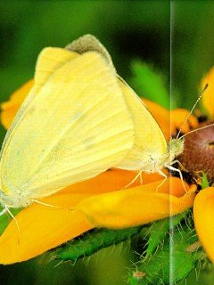 Insects 075