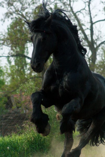 horse-love!