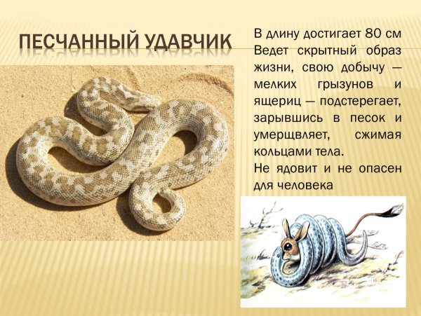 Песчаный удавчик