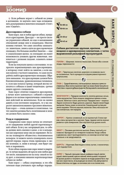 Кане Корсо