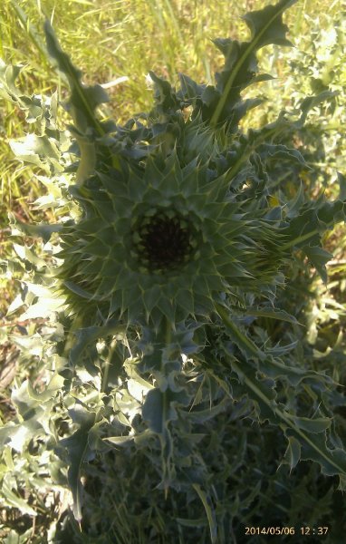 IMAG0047-1