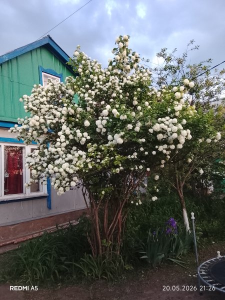 Бульдонеж как невеста в белом
