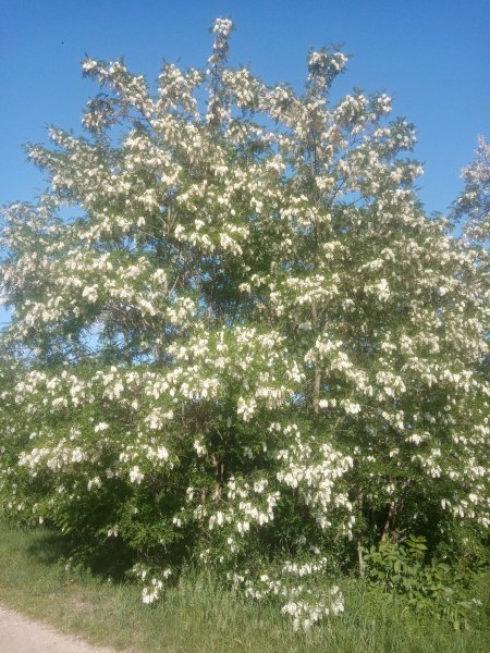 IMG 20240524 174509