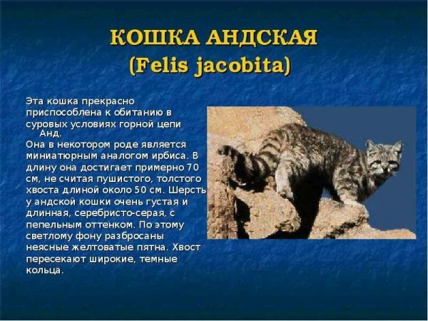 Кошка андская